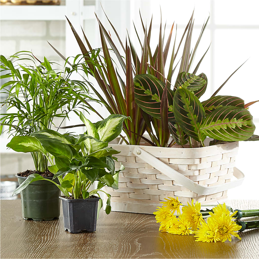 Florist Designed Blooming and Green Plants in a Basket – Karnation Korner Florist, Dunedin FL