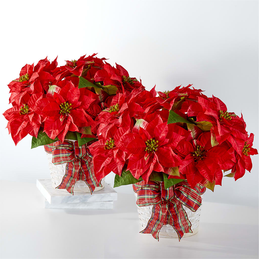 Happiest Holidays Poinsettia Bundle – Karnation Korner Florist, Dunedin FL