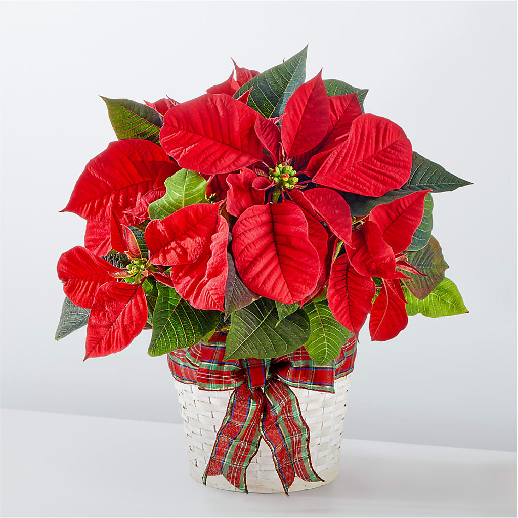 Happiest Holidays Poinsettia – Karnation Korner Florist, Dunedin FL