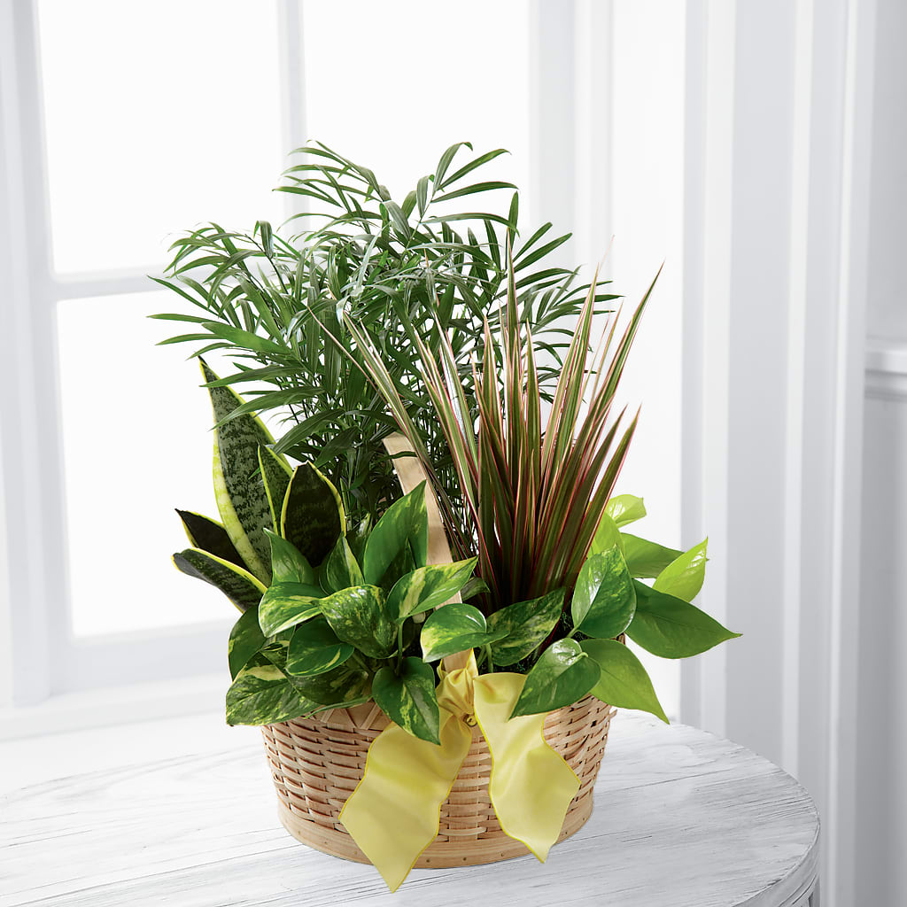 French Garden – Karnation Korner Florist, Dunedin FL