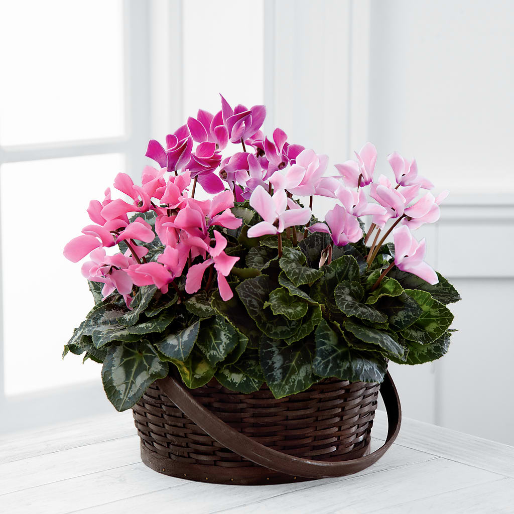 Mixed Cyclamen Planter – Karnation Korner Florist, Dunedin FL