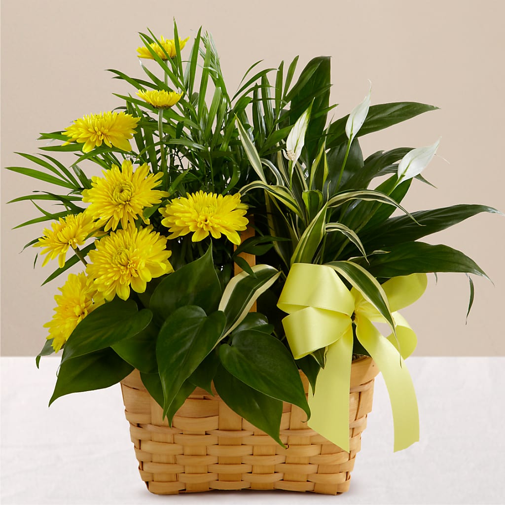Loving Light Dishgarden – Karnation Korner Florist, Dunedin FL