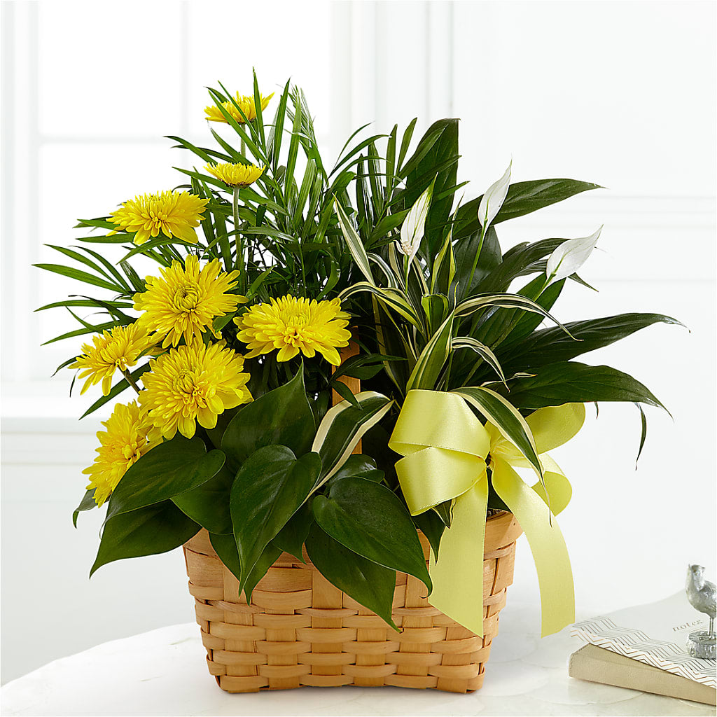 Loving Light Dishgarden – Karnation Korner Florist, Dunedin FL