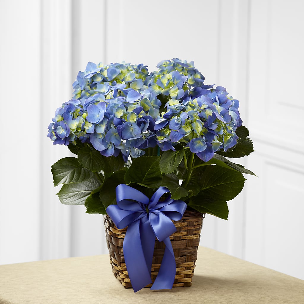 Blue Hydrangea Planter – Karnation Korner Florist, Dunedin FL