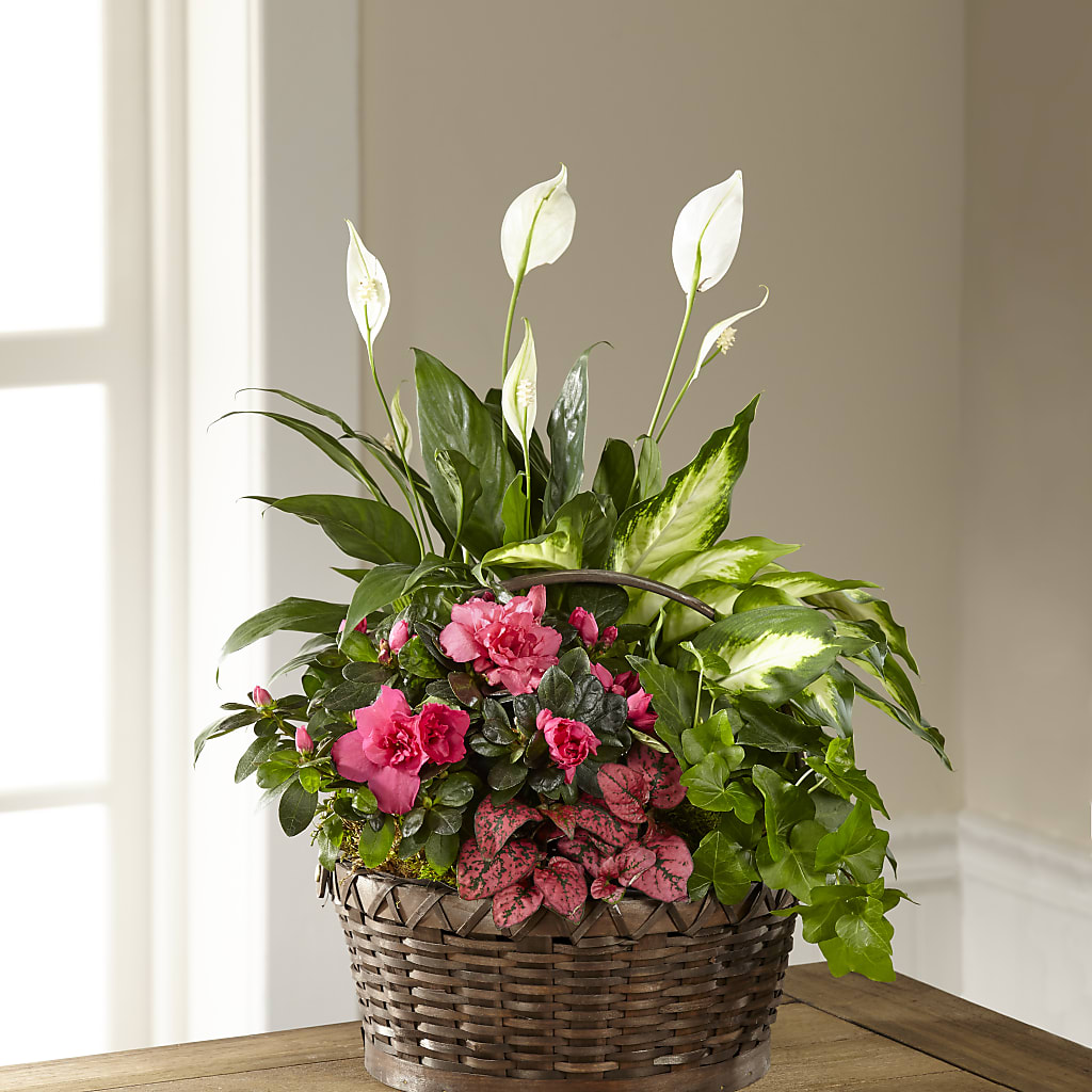 Dream in Pink Dishgarden – Karnation Korner Florist, Dunedin FL