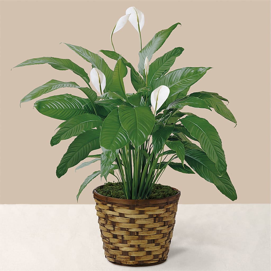 Tranquil Moments Peace Lily Plant – Karnation Korner Florist, Dunedin FL