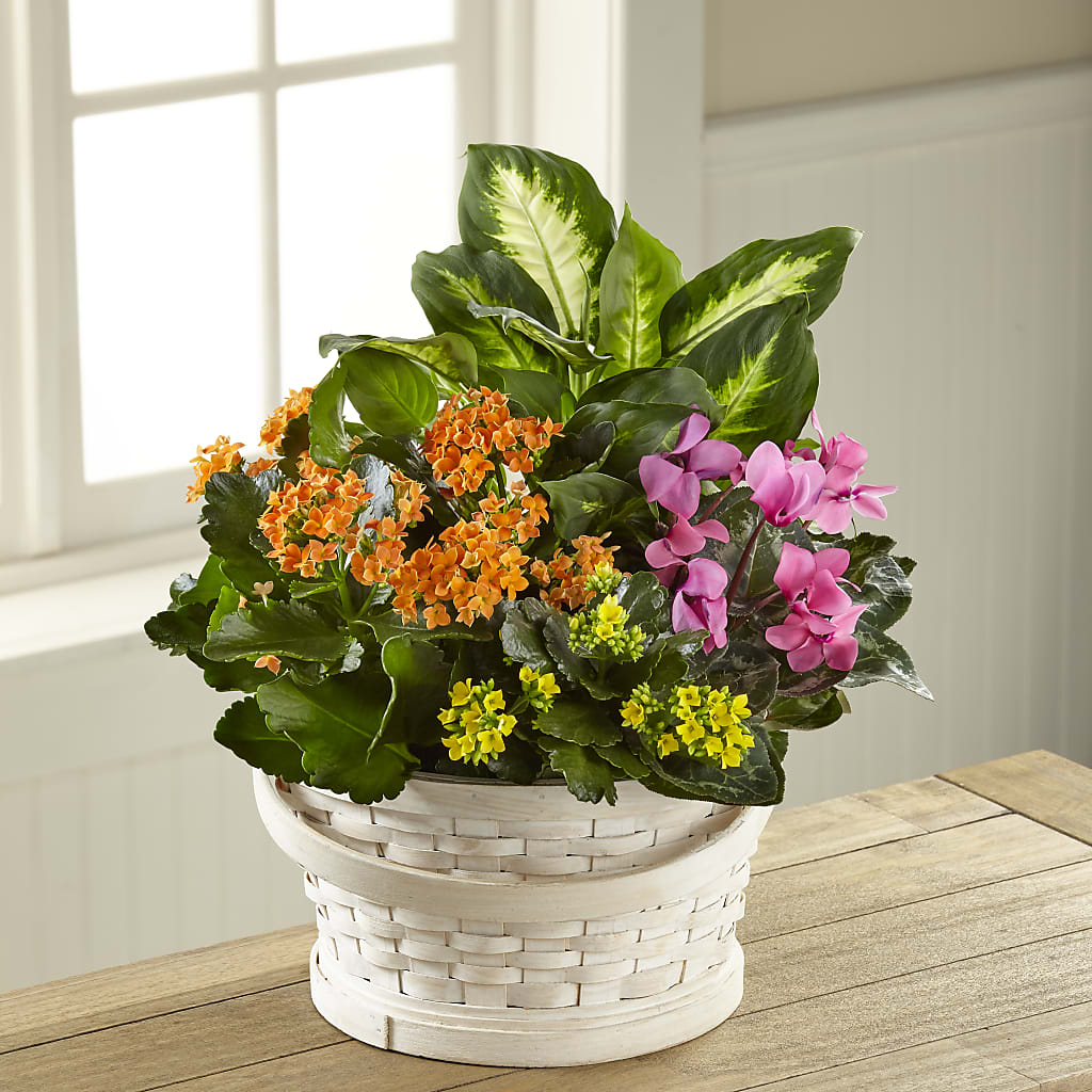 Color Crush Dishgarden – Karnation Korner Florist, Dunedin FL