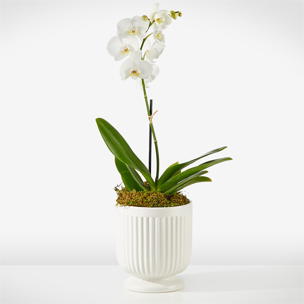 Whispering White Orchid – Karnation Korner Florist, Dunedin FL