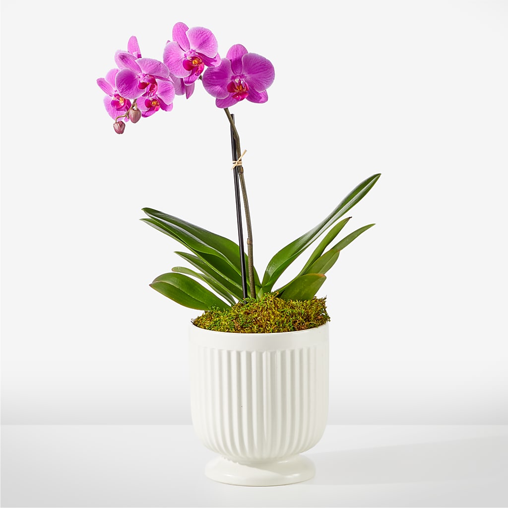 Friendly Fuchsia Orchid – Karnation Korner Florist, Dunedin FL