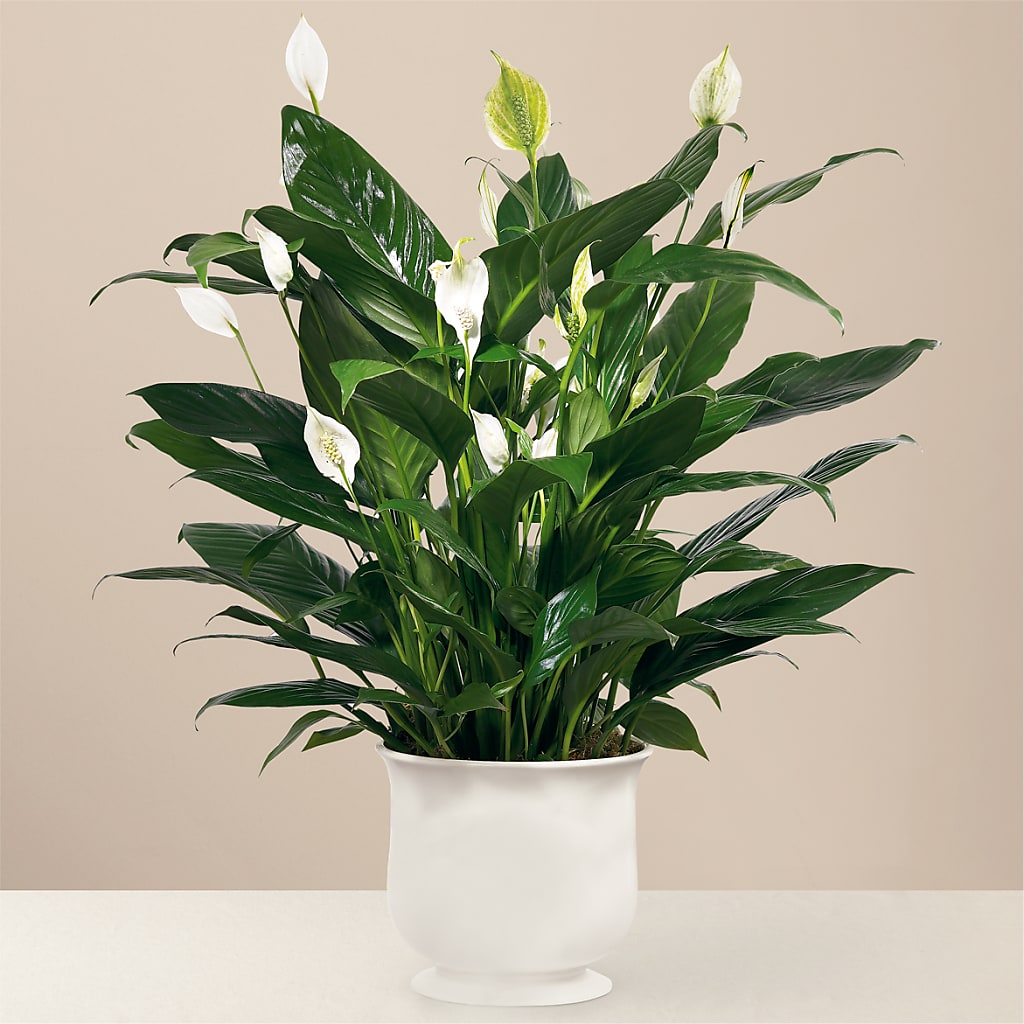 Comfort Planter – Karnation Korner Florist, Dunedin FL