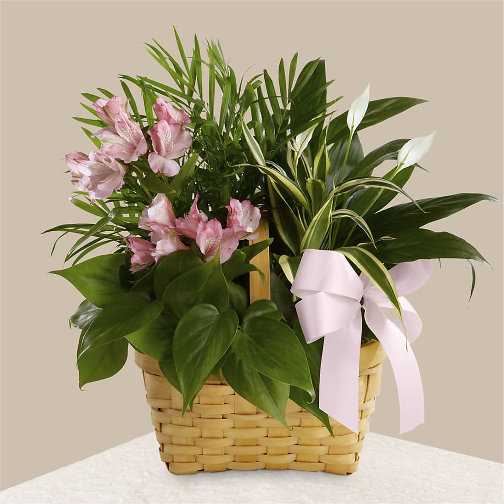 Living Spirit Dishgarden – Karnation Korner Florist, Dunedin FL