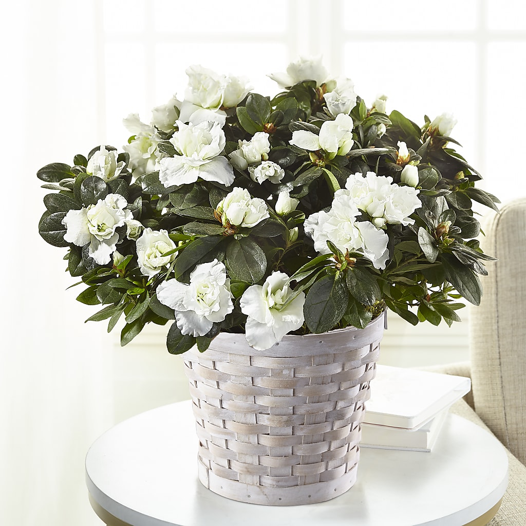 White Azalea Plant – Karnation Korner Florist, Dunedin FL
