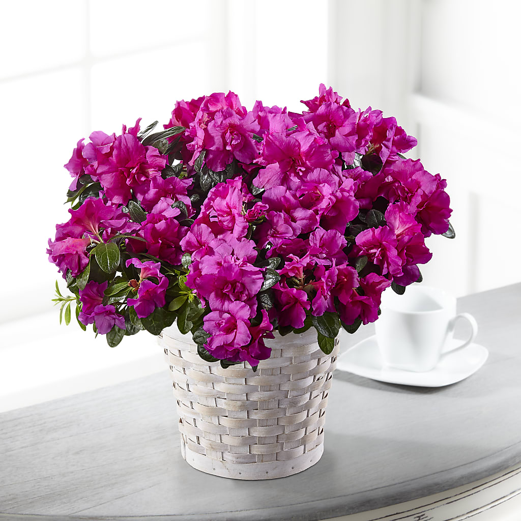 Hope & Serenity Azalea Plant – Karnation Korner Florist, Dunedin FL