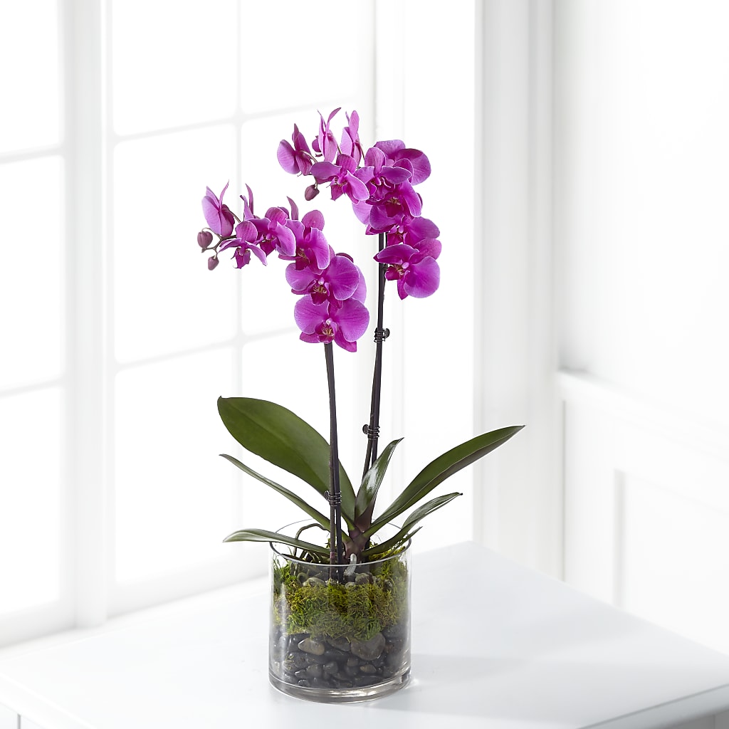Pink Orchid Plant – Karnation Korner Florist, Dunedin FL