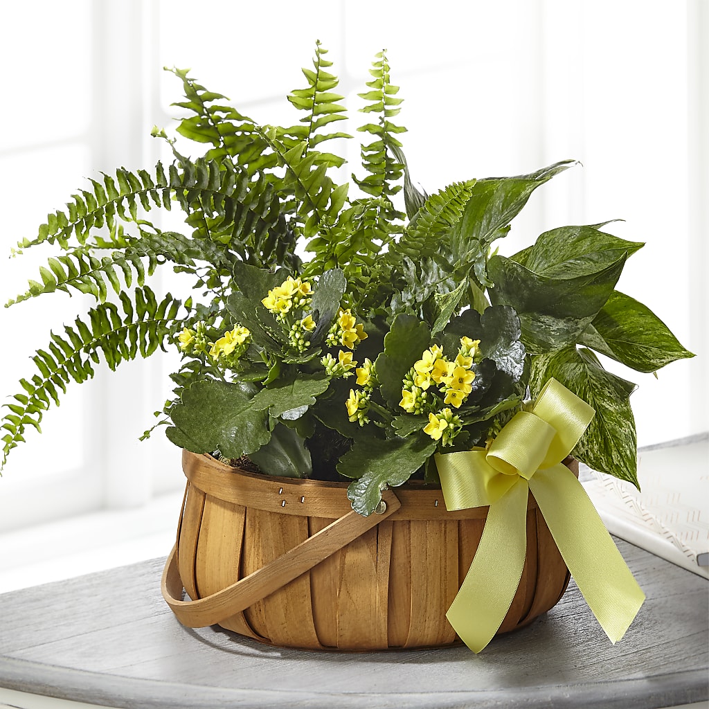 Always Dear Dishgarden – Karnation Korner Florist, Dunedin FL
