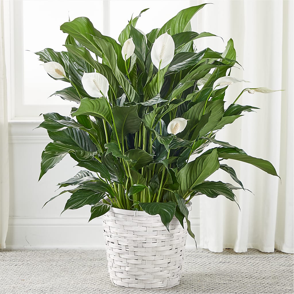 A New Leaf Peace Lily – Karnation Korner Florist, Dunedin FL