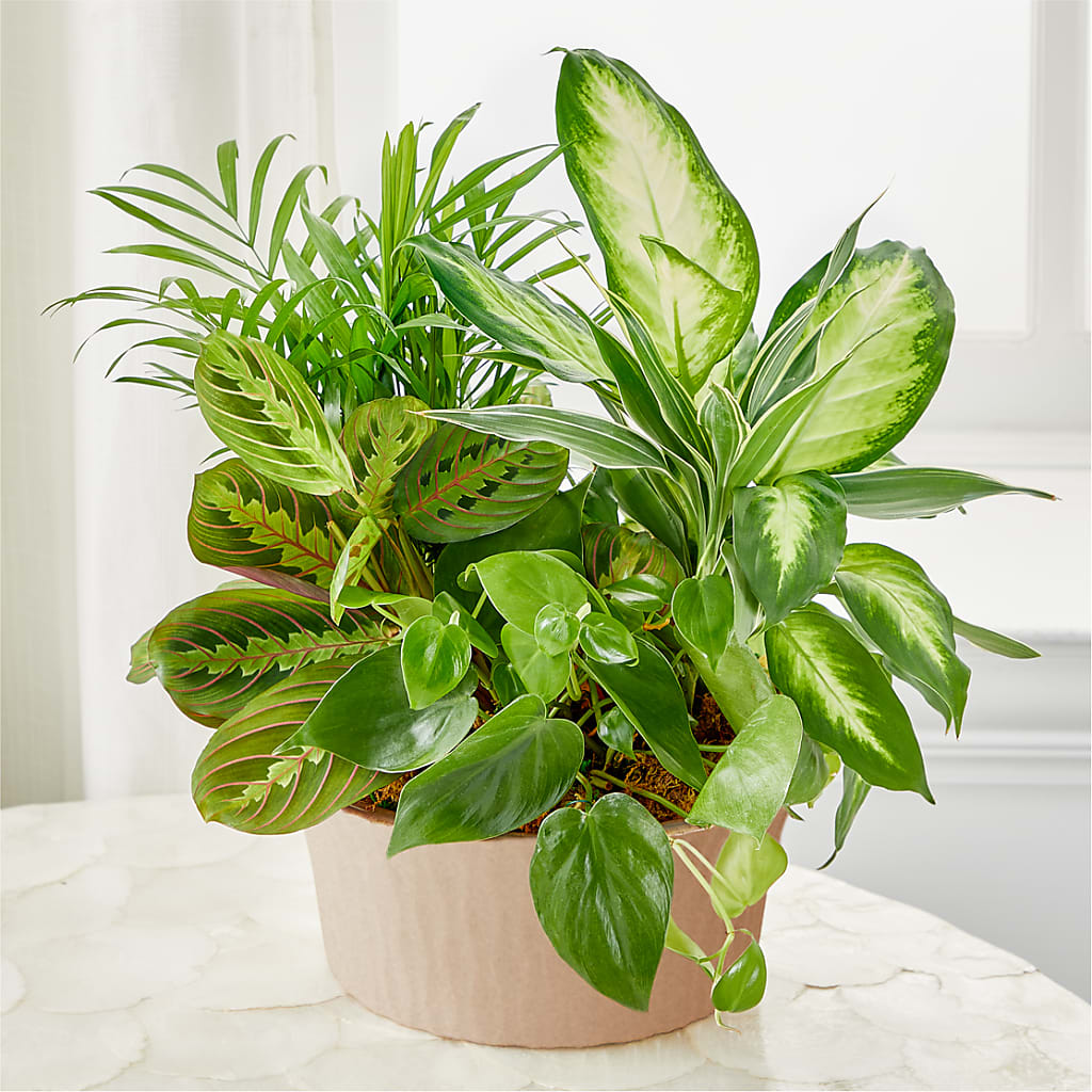 Balance & Harmony Dishgarden – Karnation Korner Florist, Dunedin FL