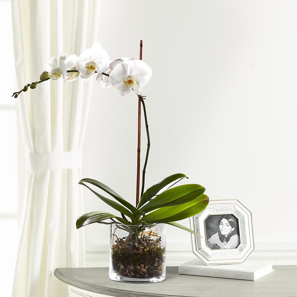 White Orchid Planter – Karnation Korner Florist, Dunedin FL