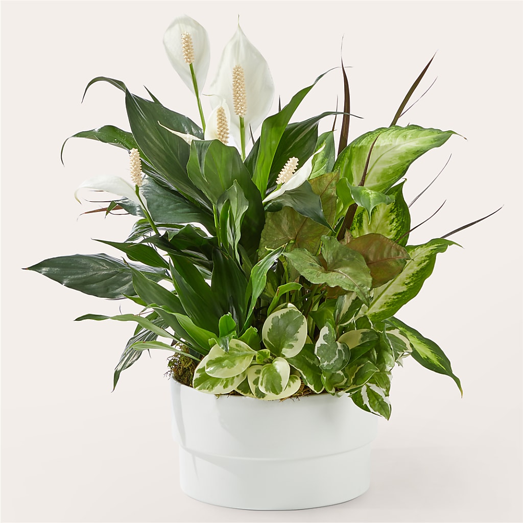 Radiating Positivity Dishgarden – Karnation Korner Florist, Dunedin FL