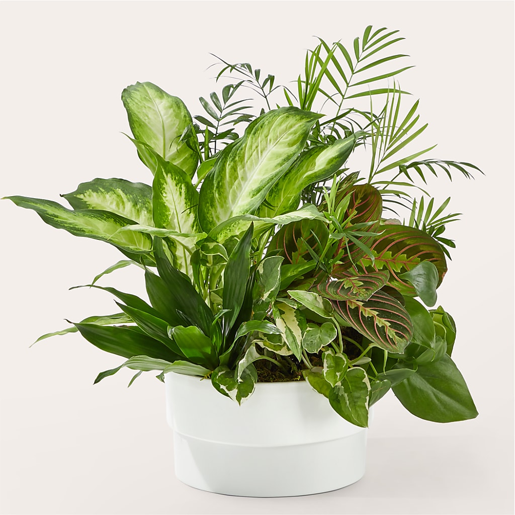Radiating Positivity Dishgarden – Karnation Korner Florist, Dunedin FL