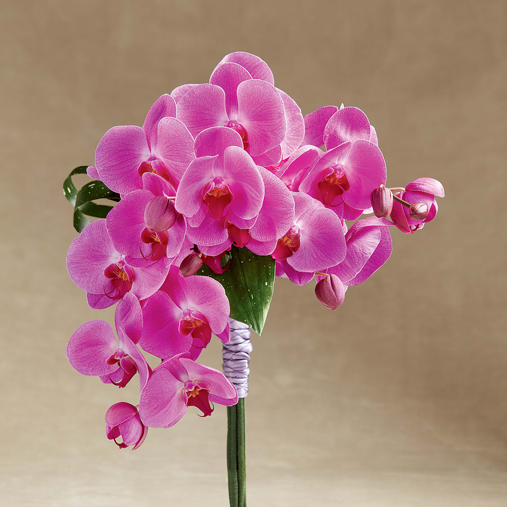 Glorious Bouquet – Karnation Korner Florist, Dunedin FL