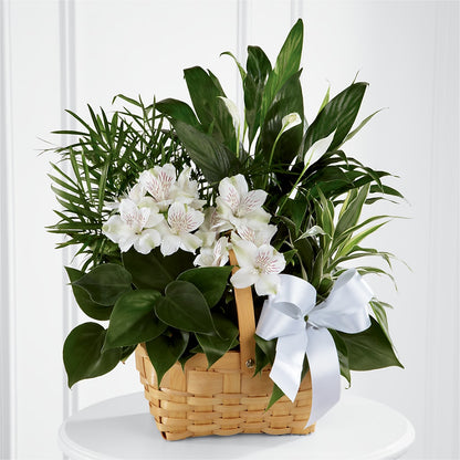 Peace & Serenity Dishgarden –  Karnation Korner Florist, Dunedin FL