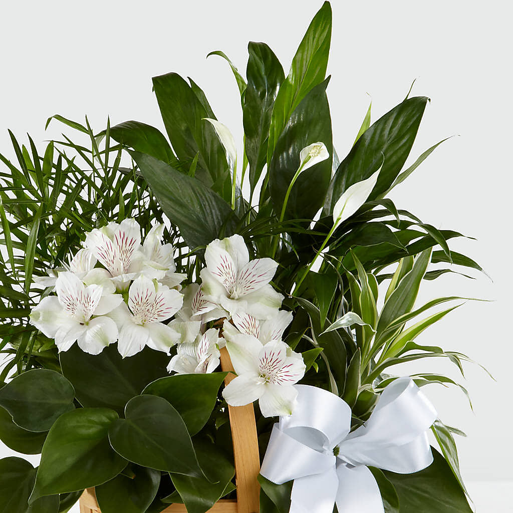 Peace & Serenity Dishgarden –  Karnation Korner Florist, Dunedin FL