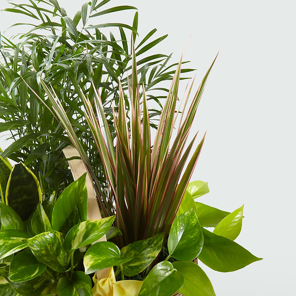 French Garden –  Karnation Korner Florist, Dunedin FL