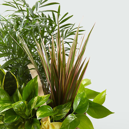 French Garden –  Karnation Korner Florist, Dunedin FL