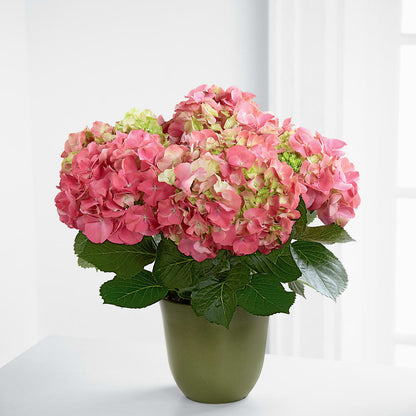 Pink Hydrangea Planter –  Karnation Korner Florist, Dunedin FL