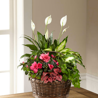 Dream in Pink Dishgarden –  Karnation Korner Florist, Dunedin FL