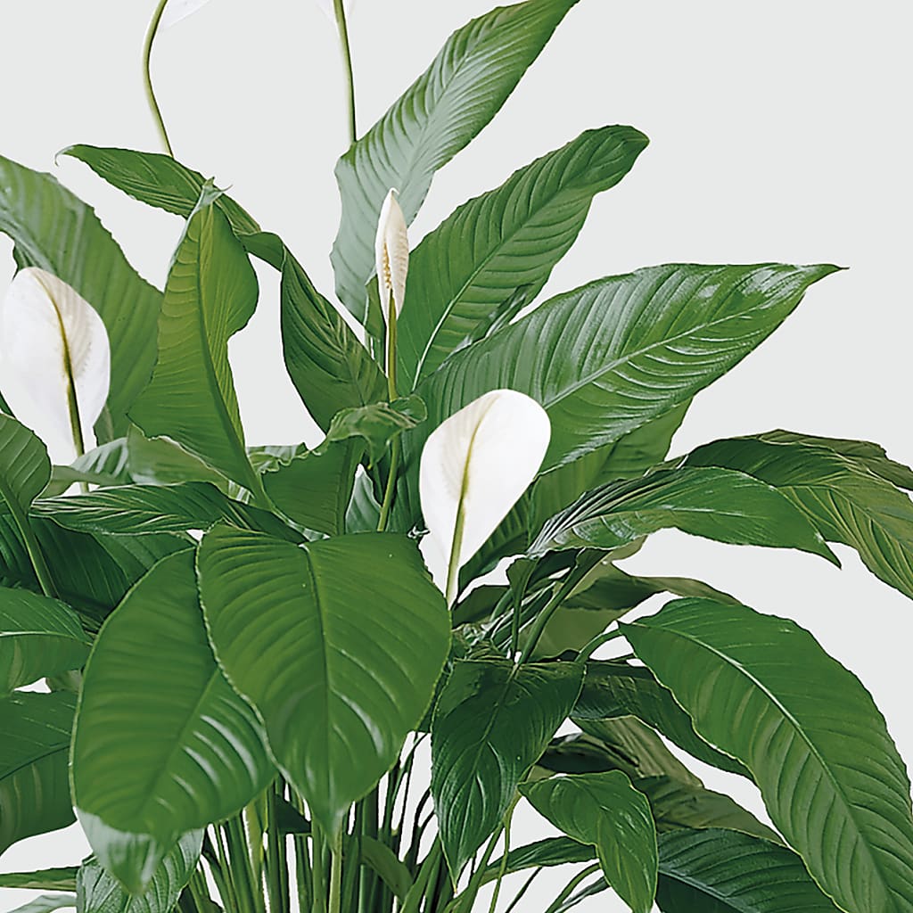 Tranquil Moments Peace Lily Plant –  Karnation Korner Florist, Dunedin FL