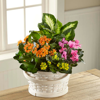 Color Crush Dishgarden –  Karnation Korner Florist, Dunedin FL