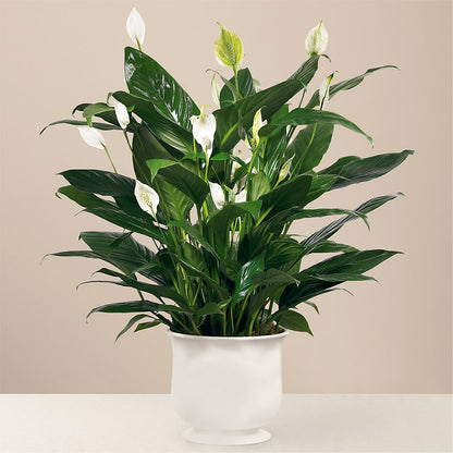 Comfort Planter –  Karnation Korner Florist, Dunedin FL