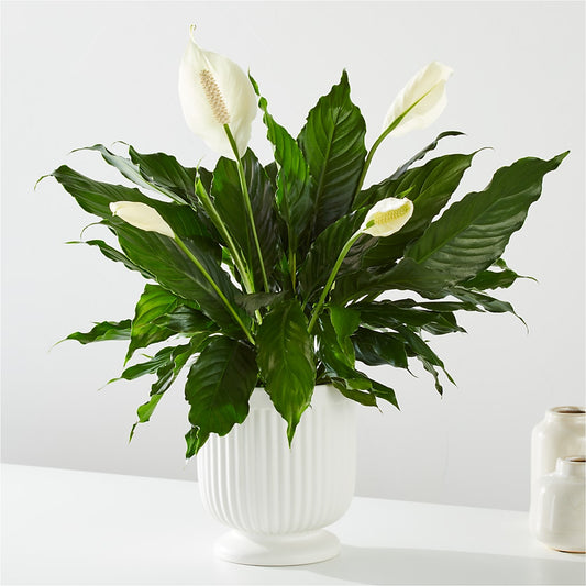 Comfort Planter –  Karnation Korner Florist, Dunedin FL