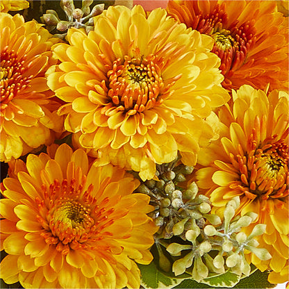 Peachy Pumpkin –  Karnation Korner Florist, Dunedin FL