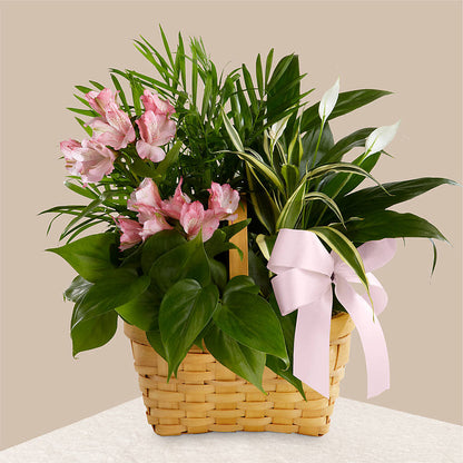 Living Spirit Dishgarden –  Karnation Korner Florist, Dunedin FL