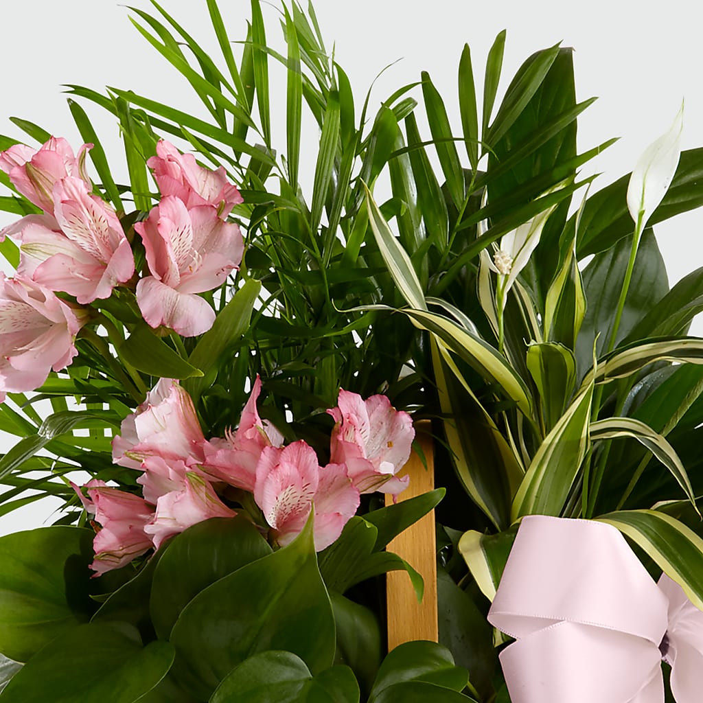 Living Spirit Dishgarden –  Karnation Korner Florist, Dunedin FL
