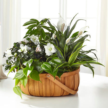 Serene Dishgarden –  Karnation Korner Florist, Dunedin FL