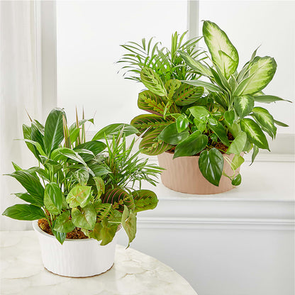 Balance & Harmony Dishgarden –  Karnation Korner Florist, Dunedin FL