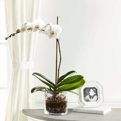 White Orchid Planter –  Karnation Korner Florist, Dunedin FL