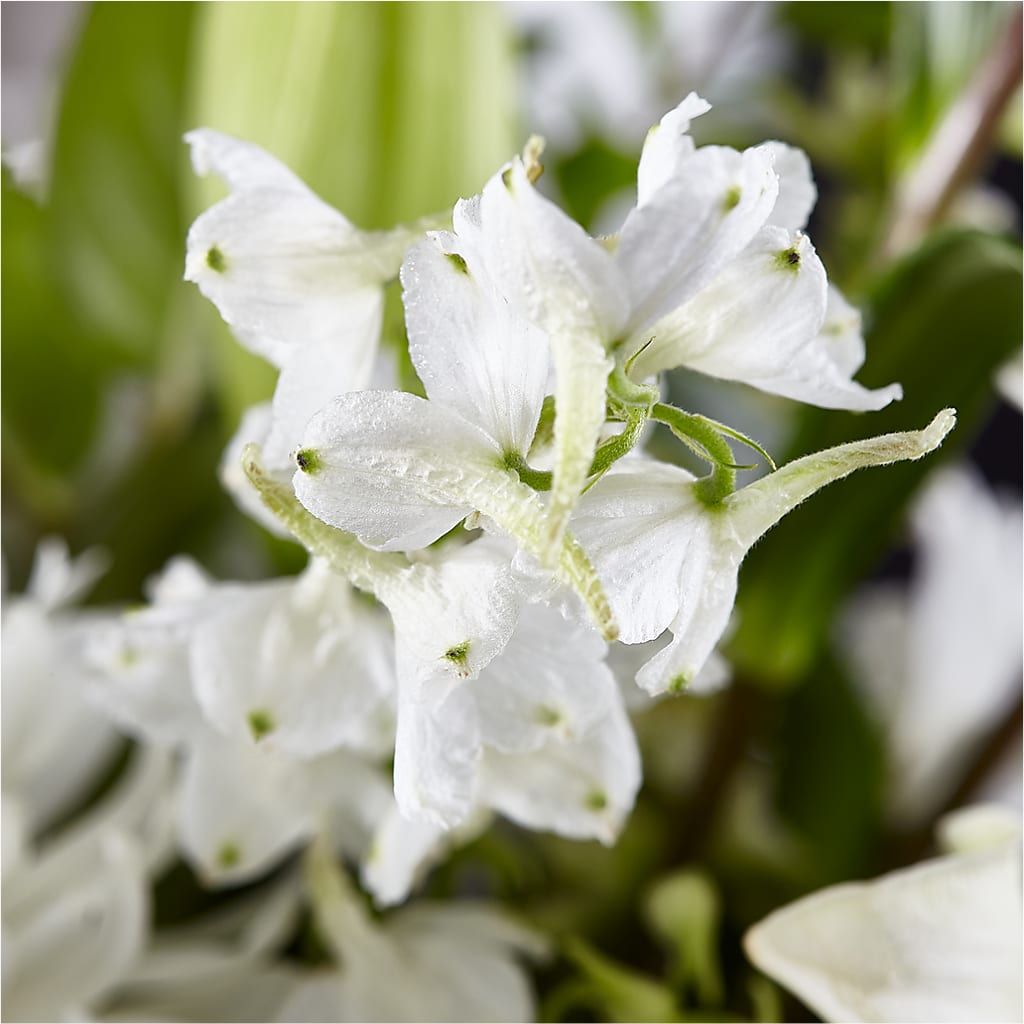 Classic Ivory – A Florist Original –  Karnation Korner Florist, Dunedin FL